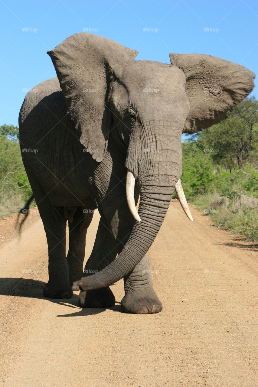 elephant