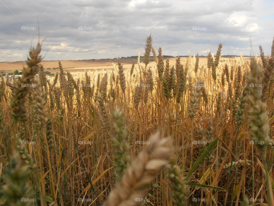 Ears Of Wheat