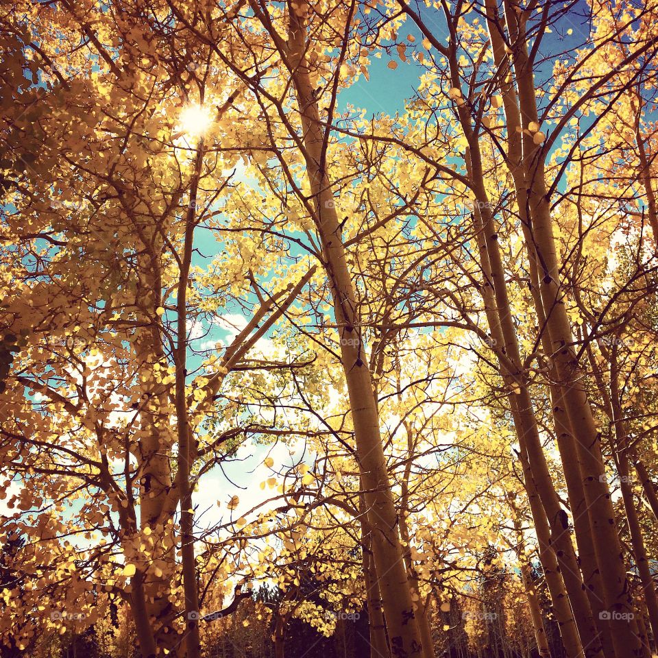 Fall, No Person, Tree, Wood, Leaf