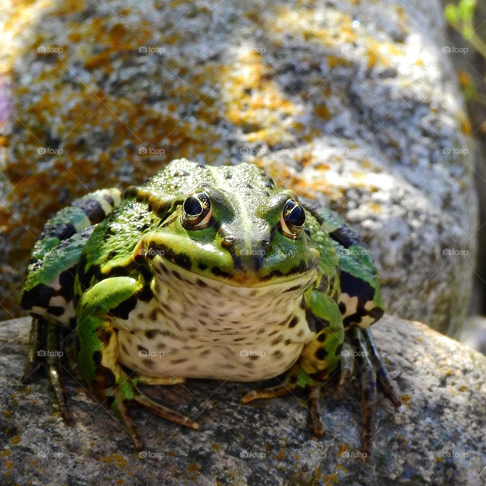 Frog Prince 