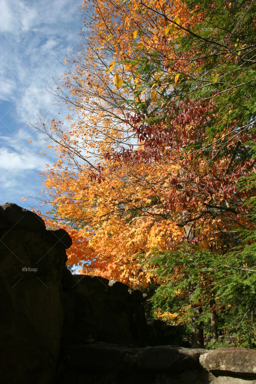 Fall foliage against blue skies