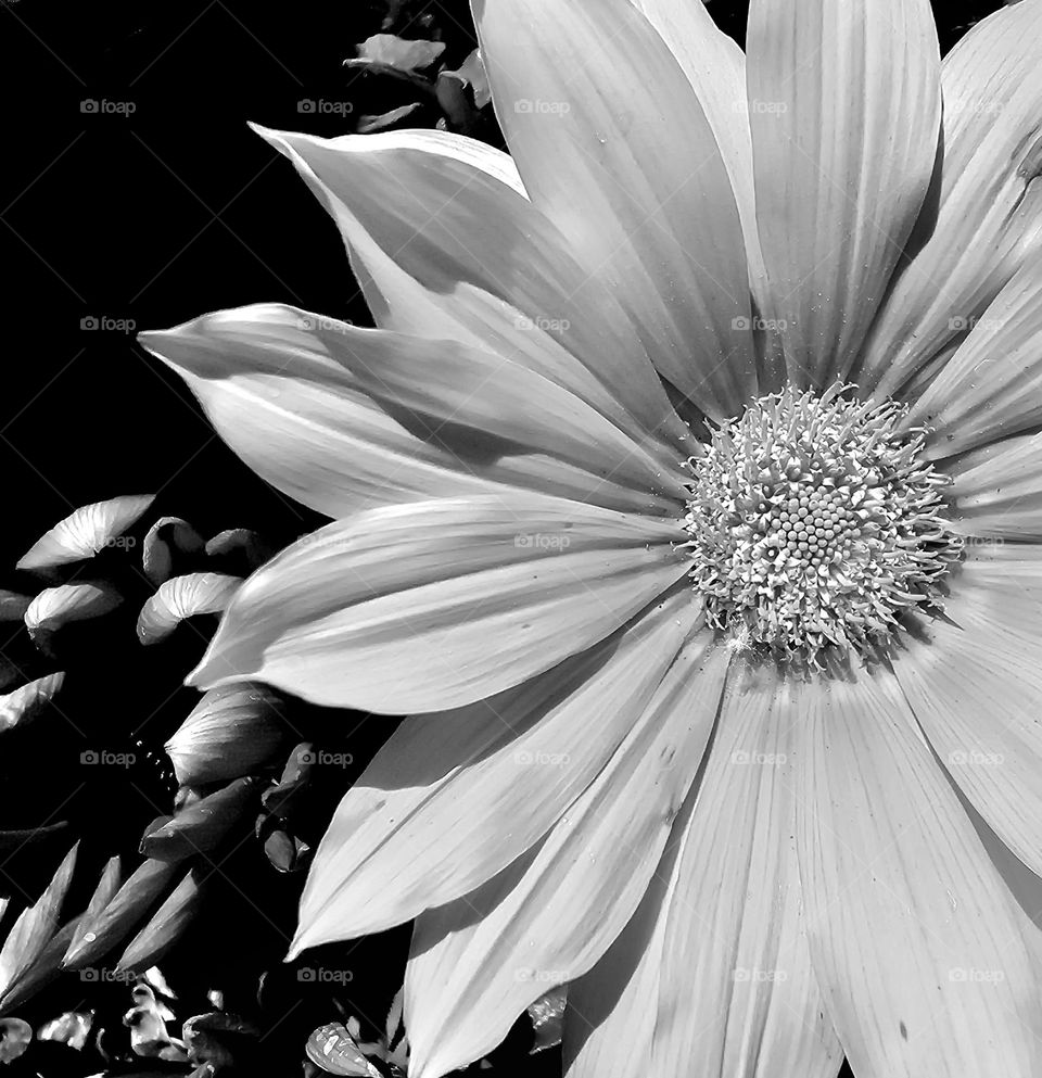 "Bright blooms" creation in black and white with highlights and tonal contrast of a spring flower everyone loves.