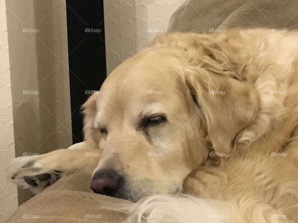 Dog, Canine, Pet, Mammal, Portrait