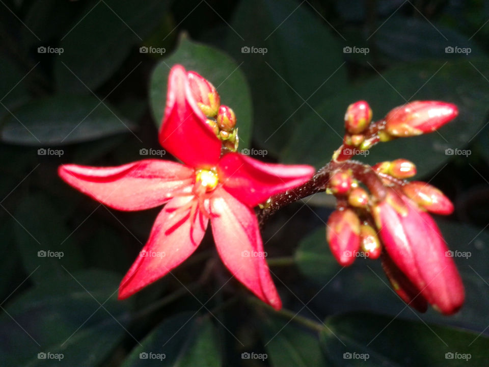 Close-up of pink flower