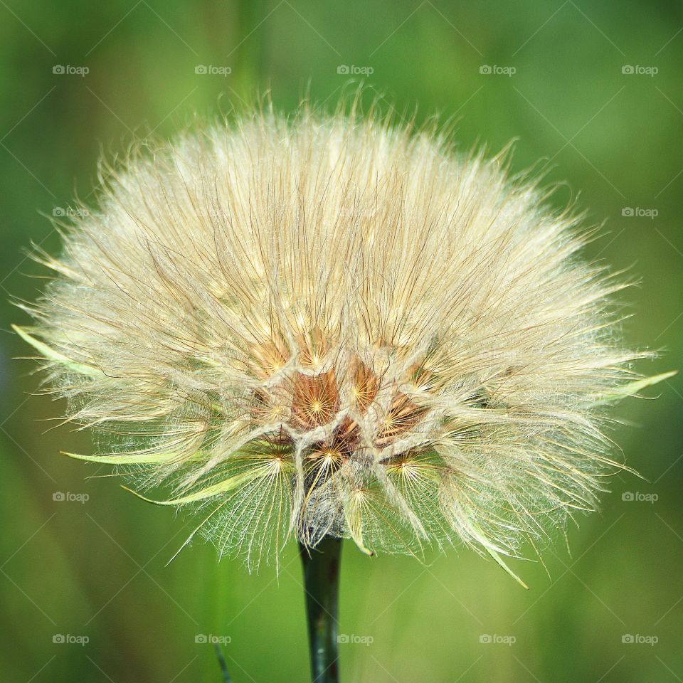 Dandelion 
