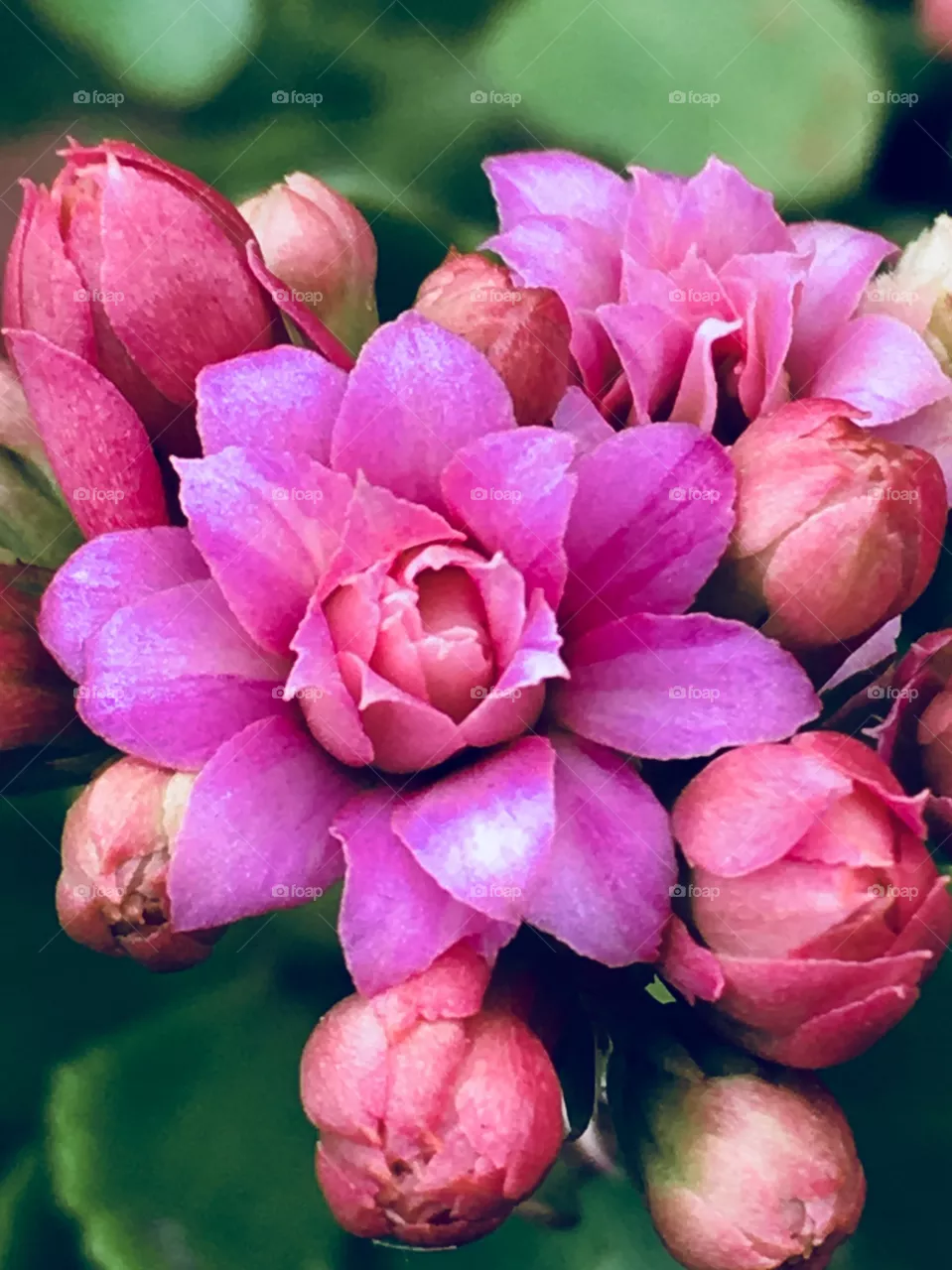 Fiori 