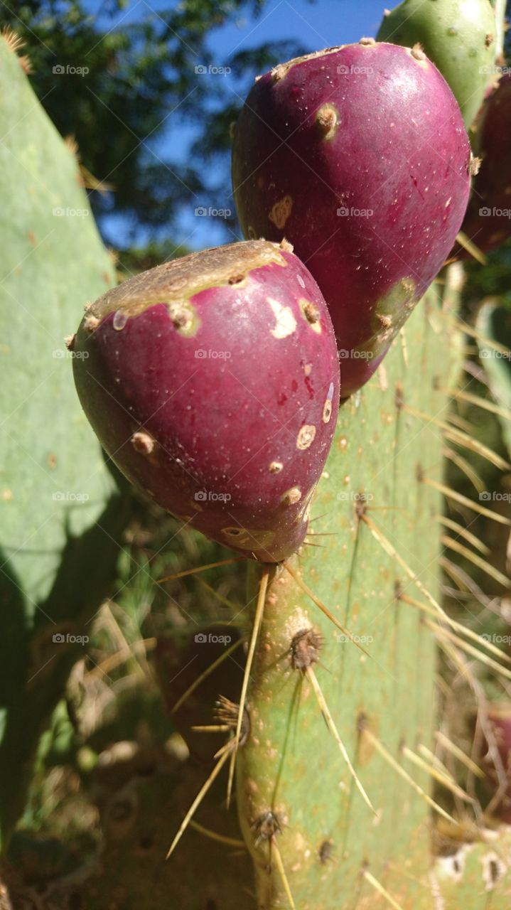 please cactus fruit