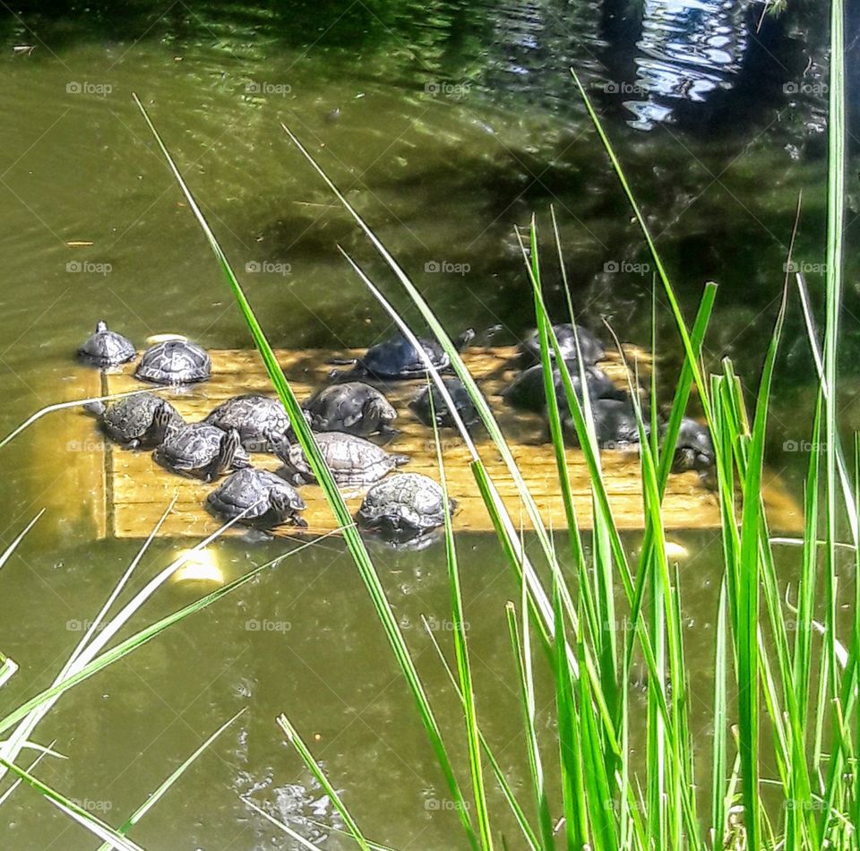 Lots of Turtles Sunning on Floating Wood