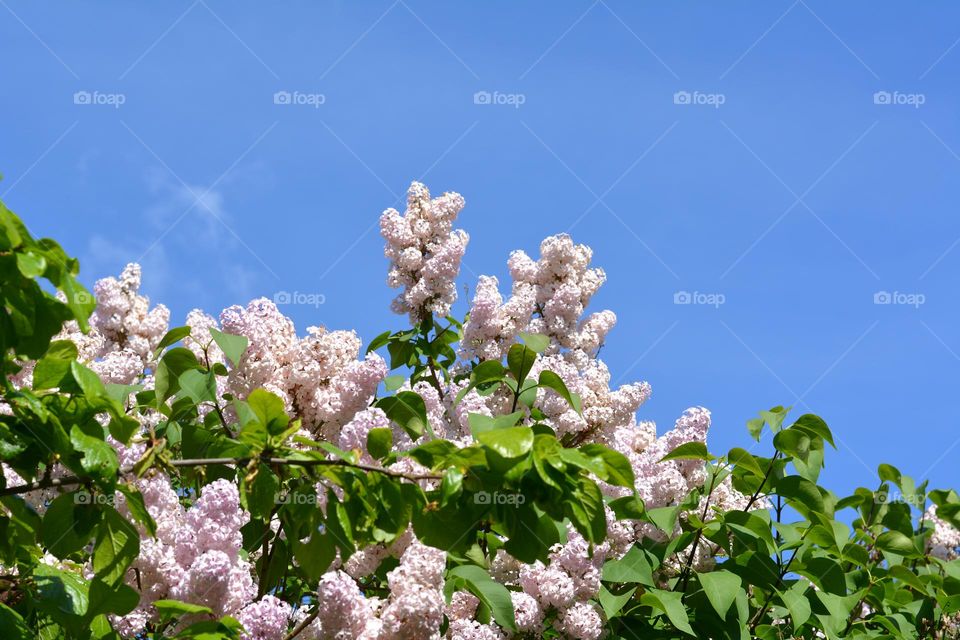 spring flowers lilac blooming blue sky background