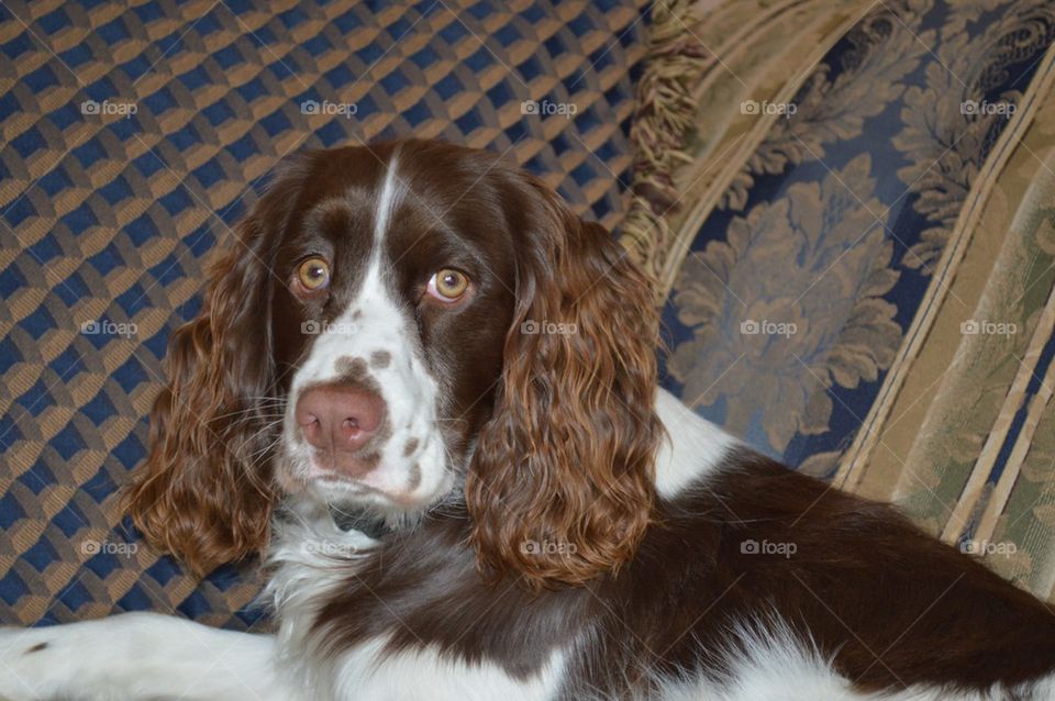English Springer spaniel
