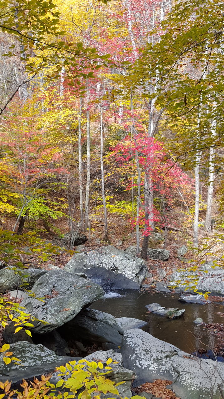 Fall, Leaf, Nature, Wood, Tree