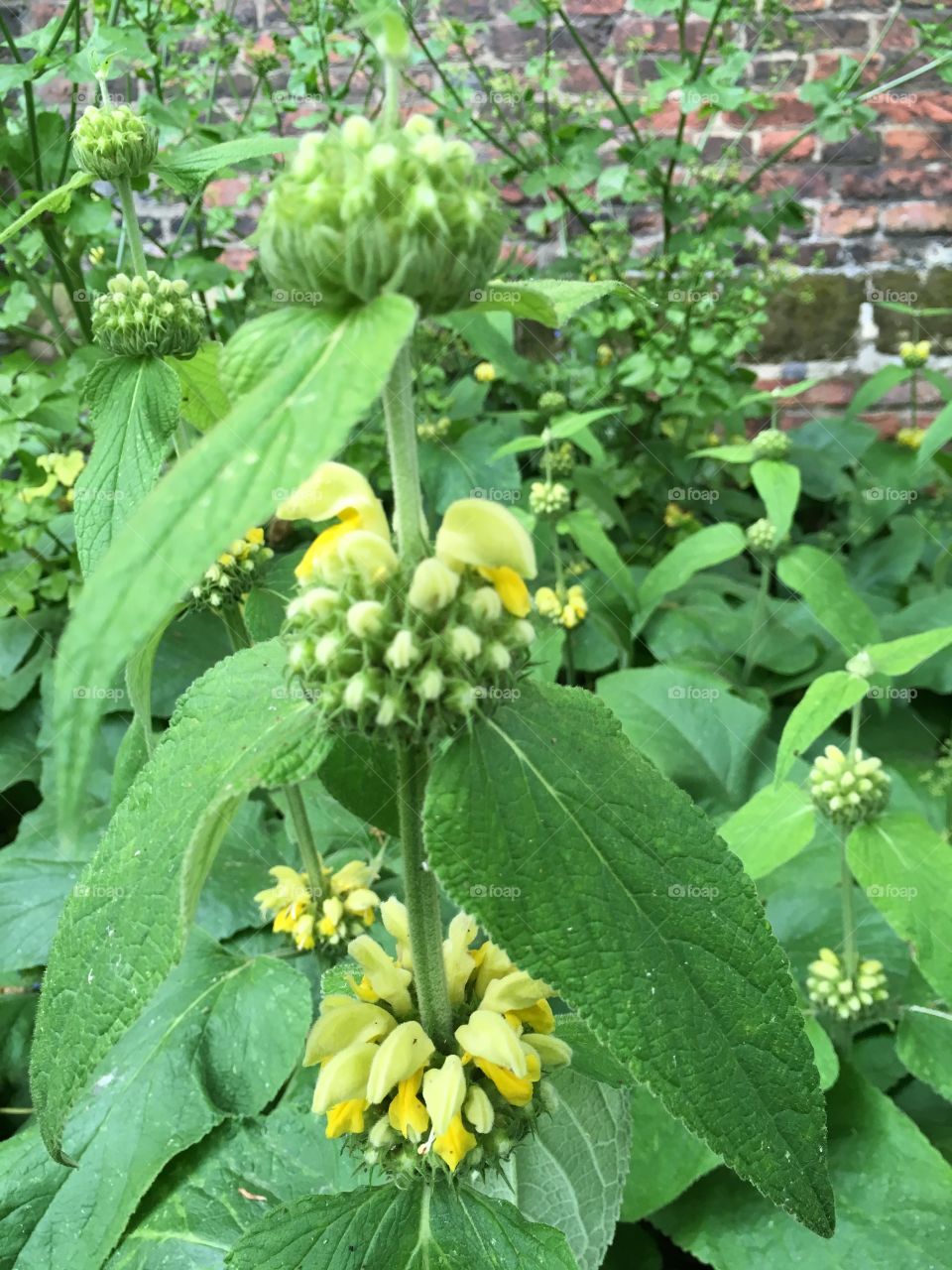 Close up view of yellow flowers on Phlomis plant in a garden against medieval brick wall