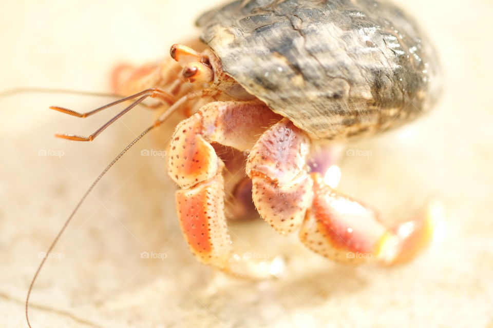 Macro View Of A Hermit Crab