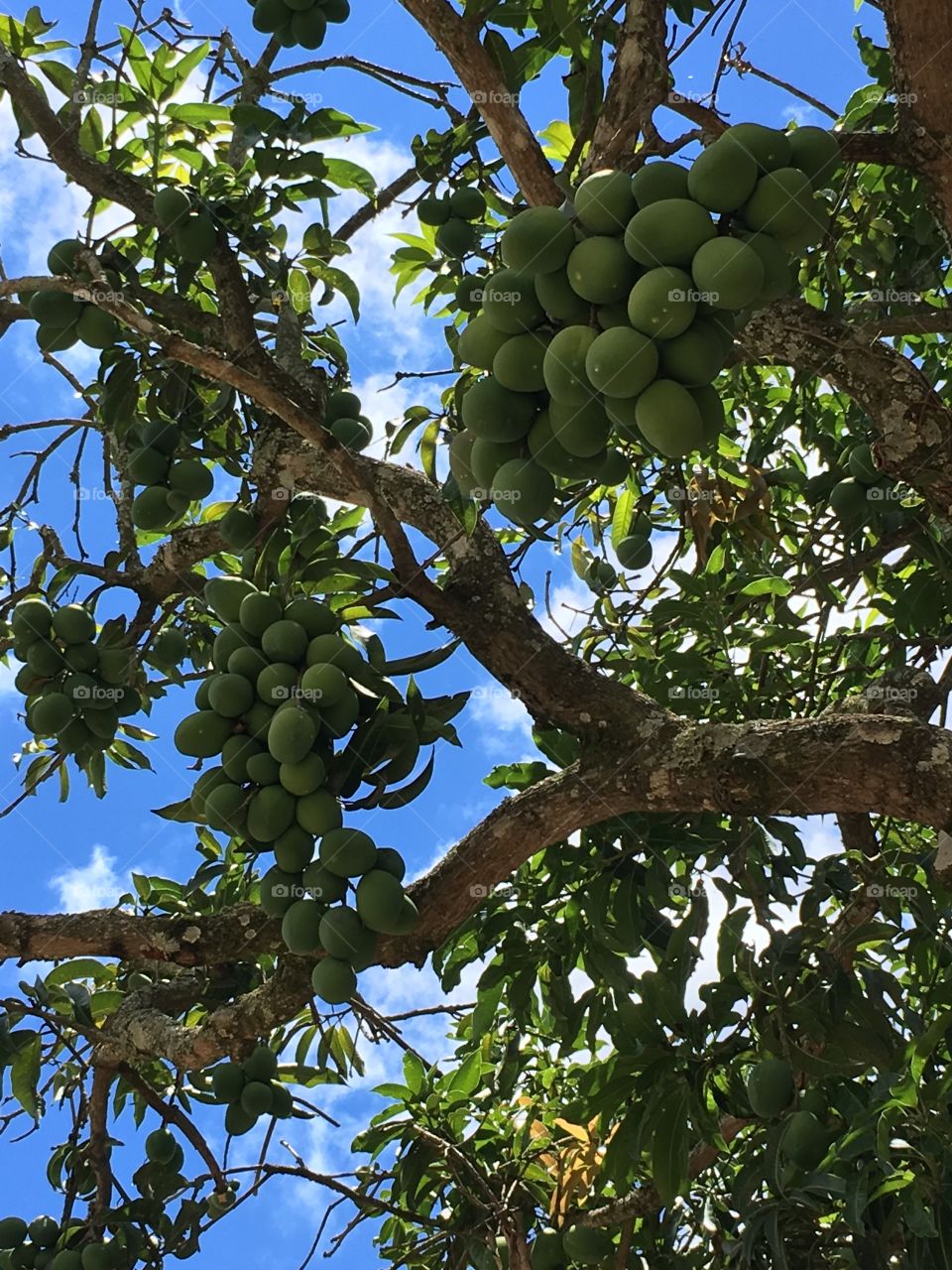 Green mangoes 