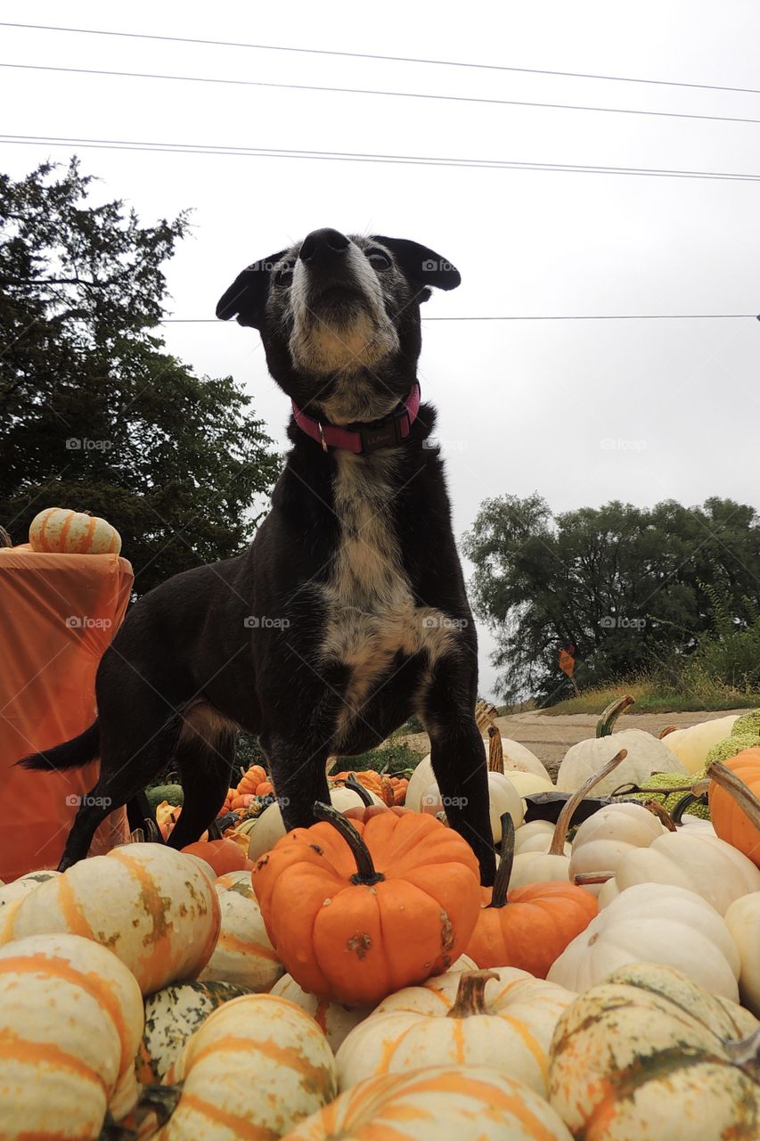 Black and white dog standing on top of a pile of mini pumpkins and gourds.