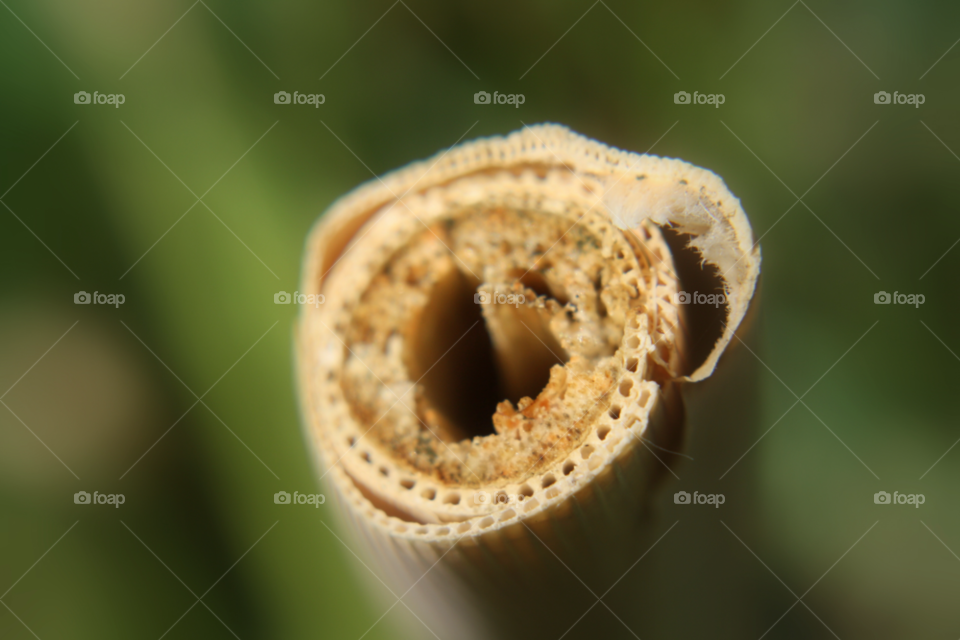 macro plant stem close up by leonbritton123
