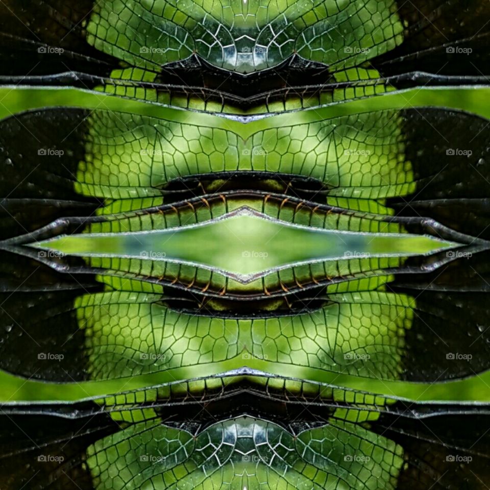 photo creation dragonfly wing