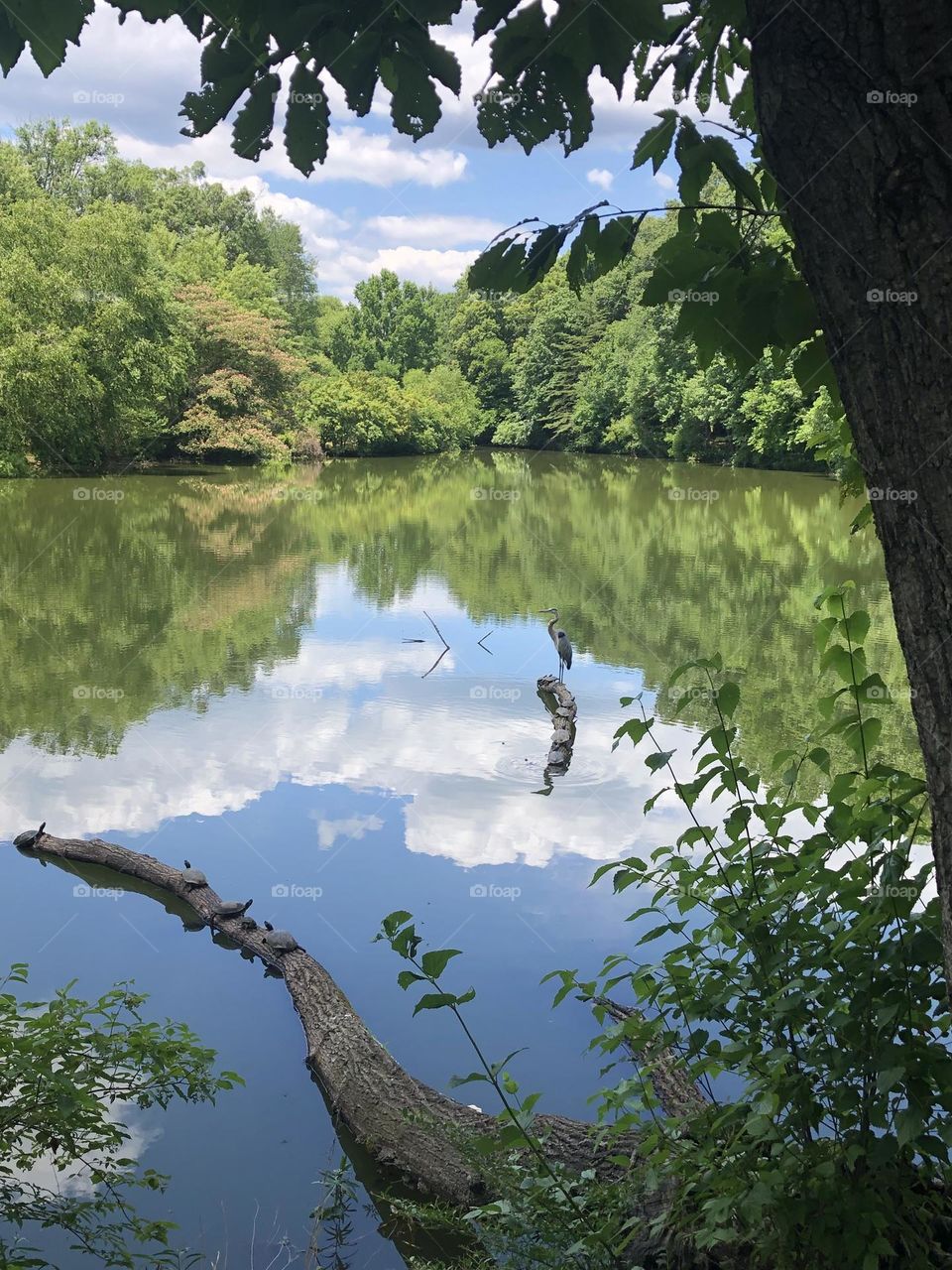 View of the Lake in Burke Virginia 