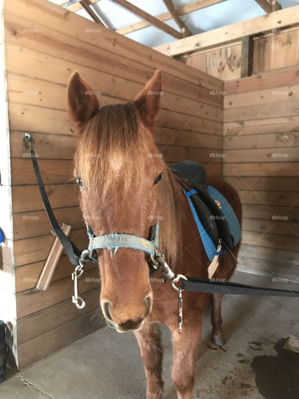 Cute chestnut pony racked up for riding.