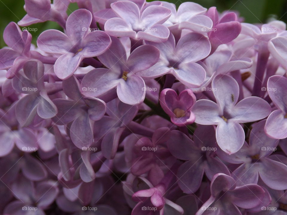 Lilac Blooms. A close up of Lilac in my garden.