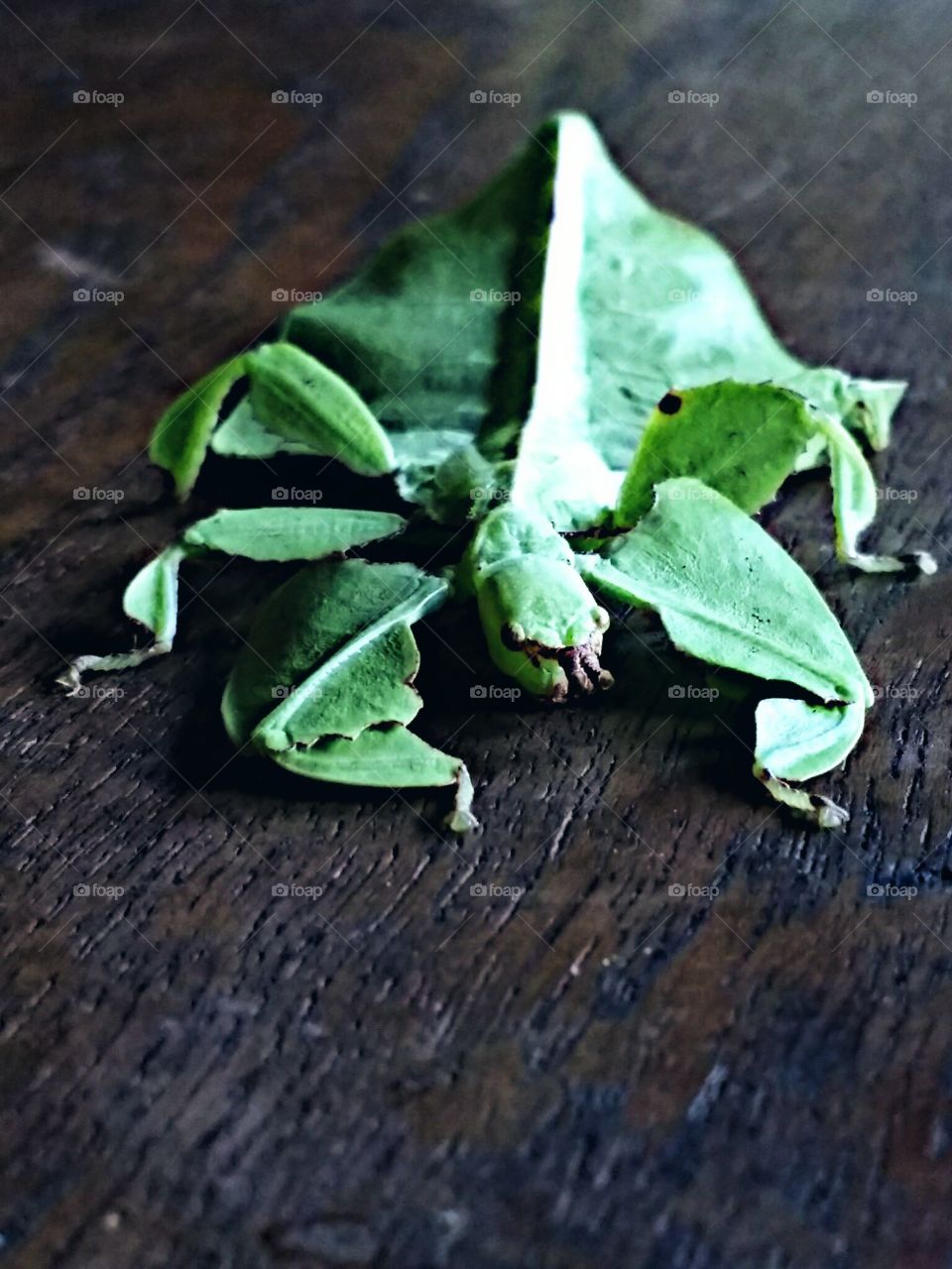 leaf insect