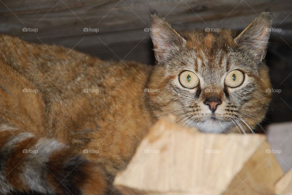 cat cute watching scared by Nikita80