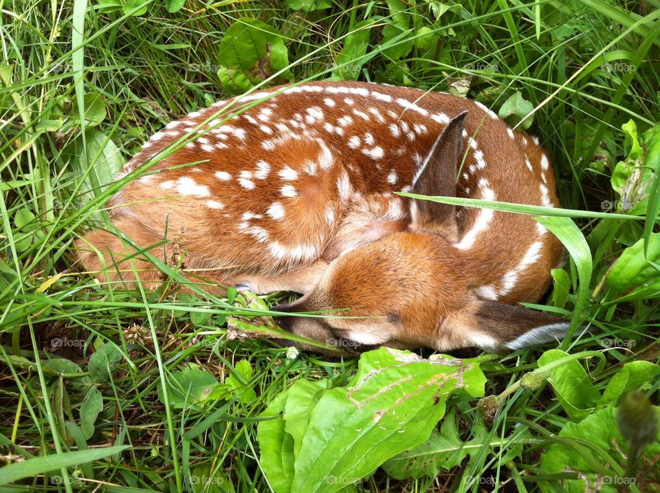 Baby deer fawn in countryside country meadow spring vacation wildlife nature camping state park farm 