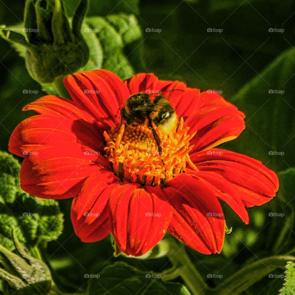 Flower, Nature, Flora, Bee, Summer