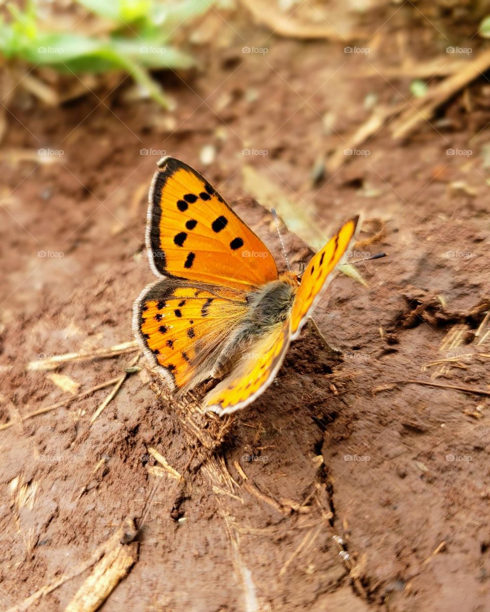 Lycaena phlaeas abbottii
(Small Copper) captured on morning nature walk.