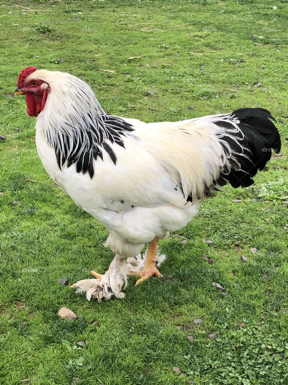 Exotic Chicken at the Blue Heron