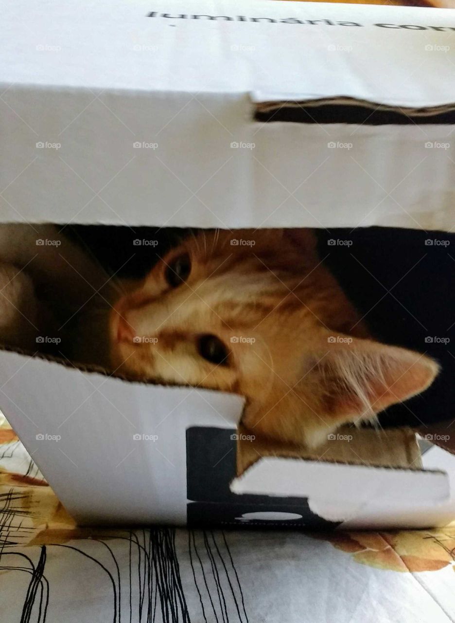 Cat inside the box