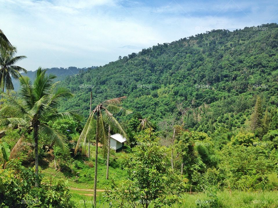 View of a forest