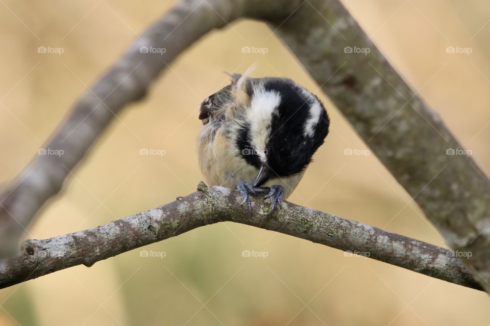 Coal tit
