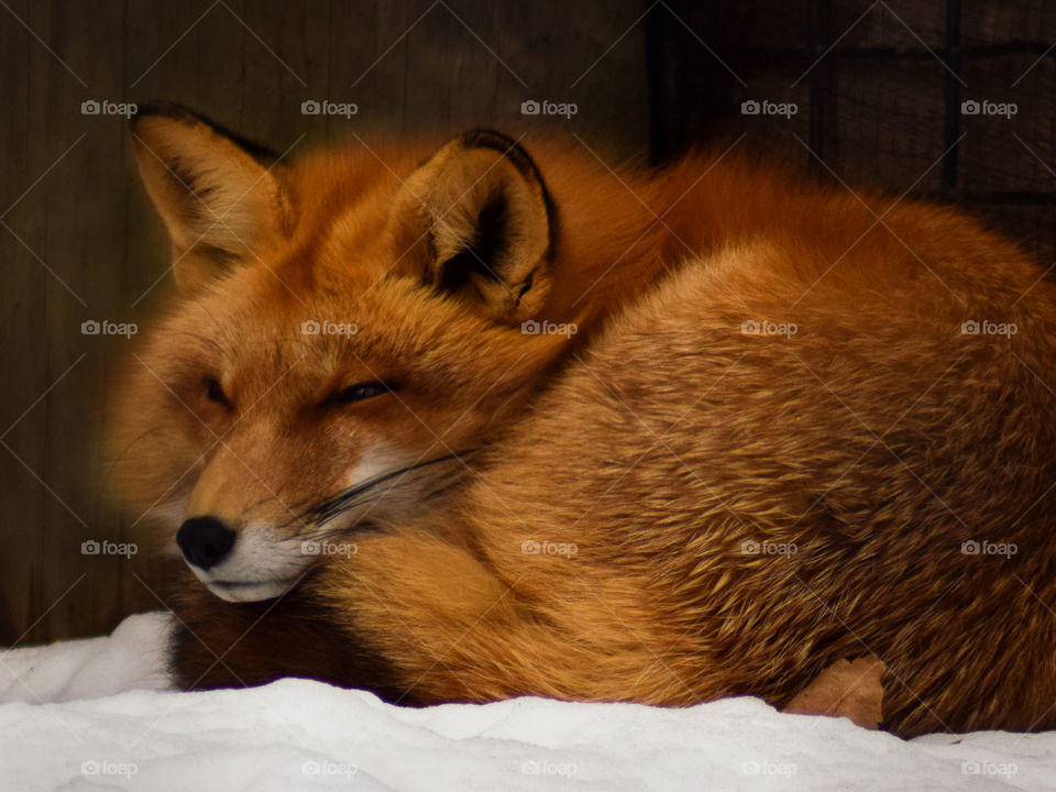 Cozy Fox