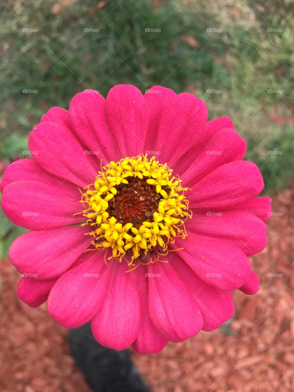 Una bonita flor rosa
