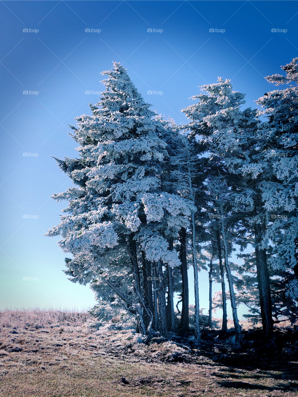 Beautiful Forests - Bosques Lindos