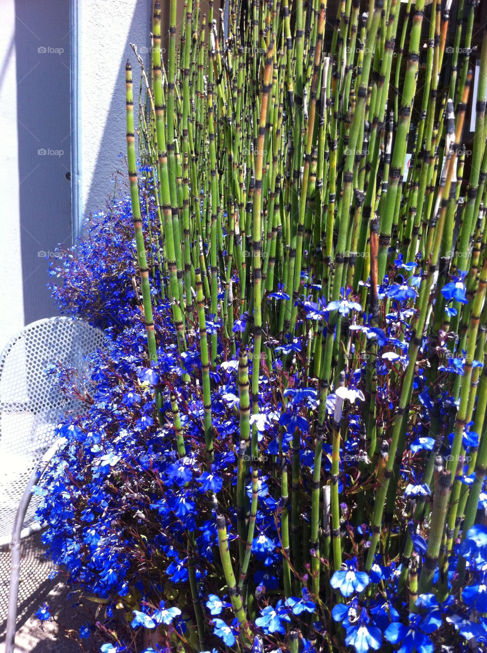 flowers blue photography reeds by wiggygirl