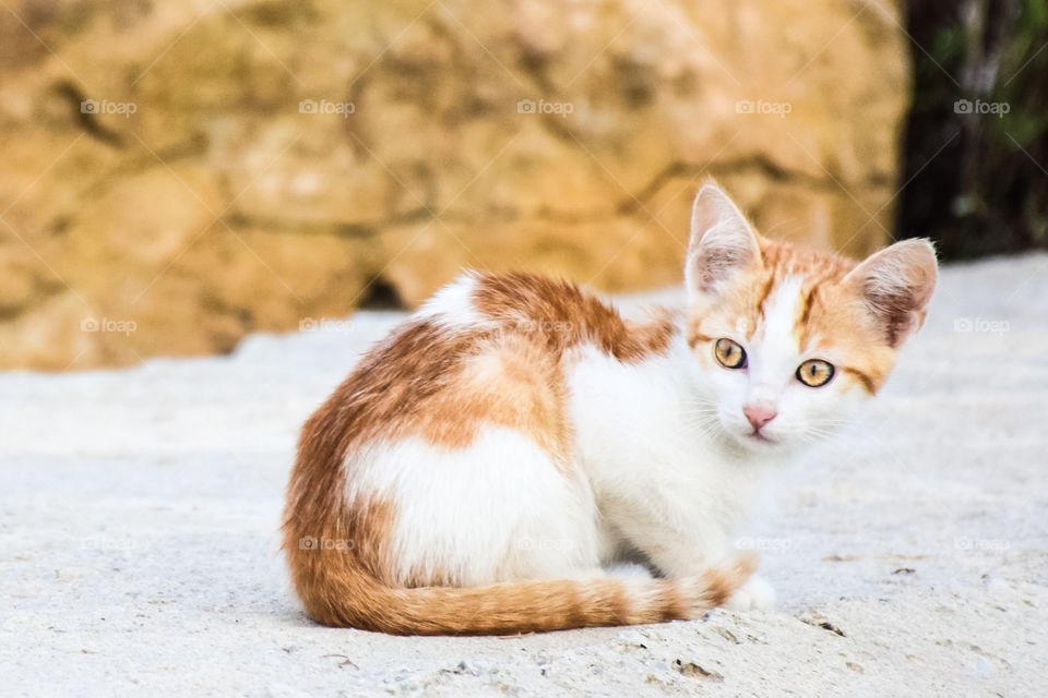 Orange Stray Kitten Outdoors
