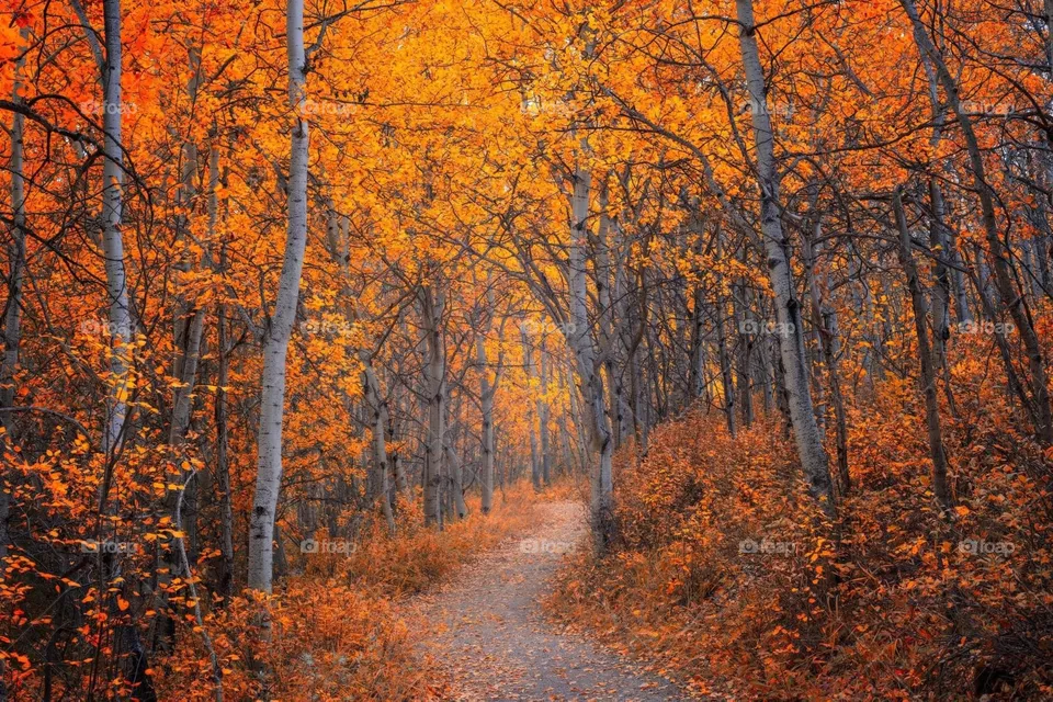 Amazing Autumn season 