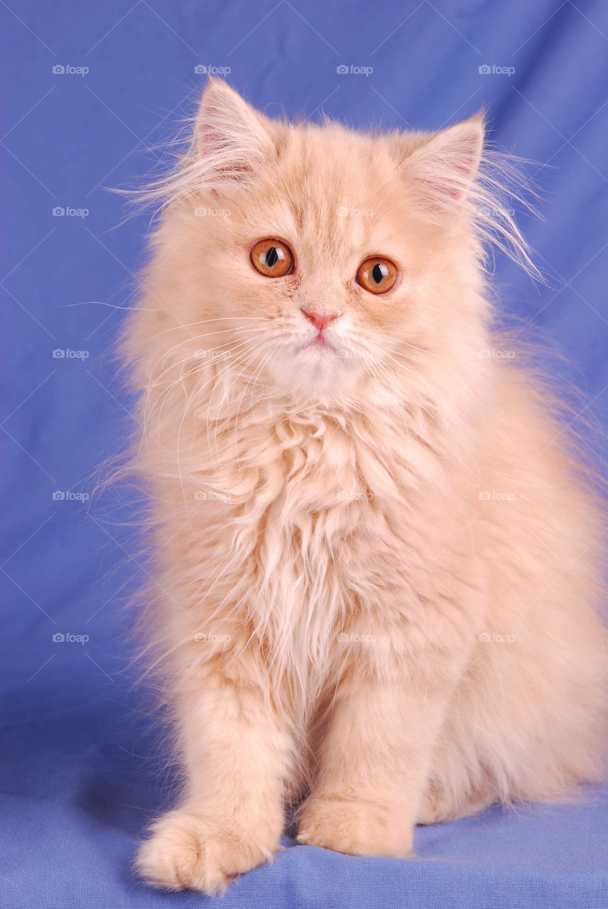 Portrait of cute cat