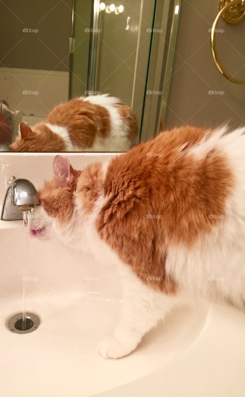 Cat drinking from sink
