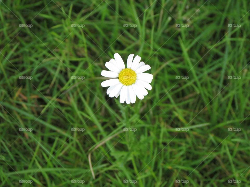 Grass, Nature, Hayfield, Summer, Flora