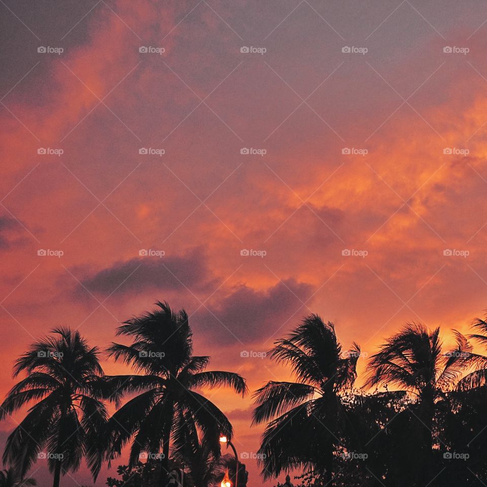 Sunset palms