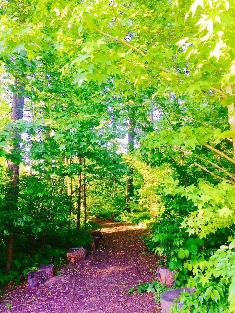 Pathway in the conservatory 