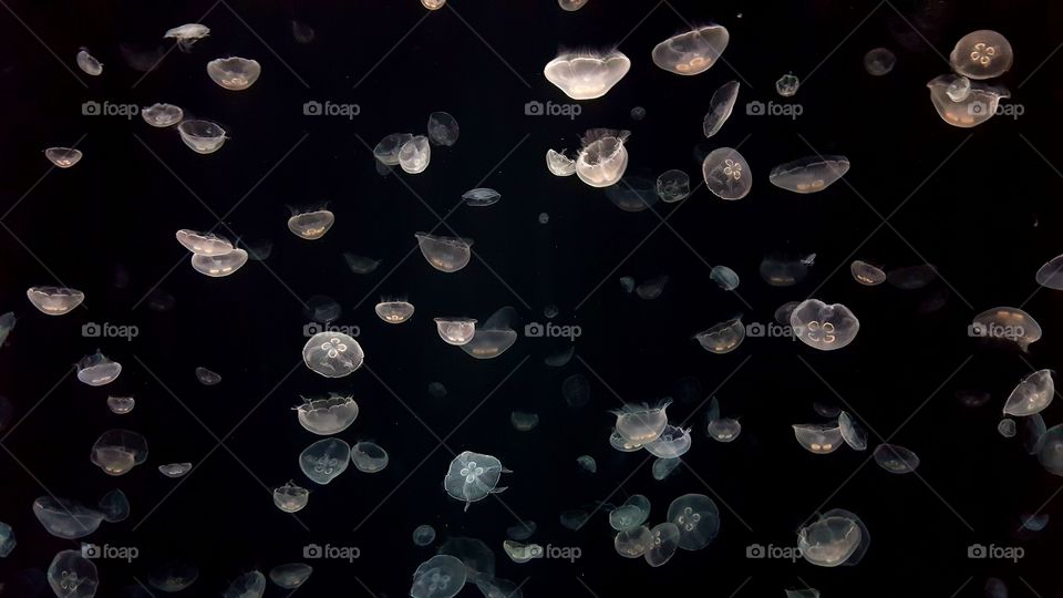 jellyfish world