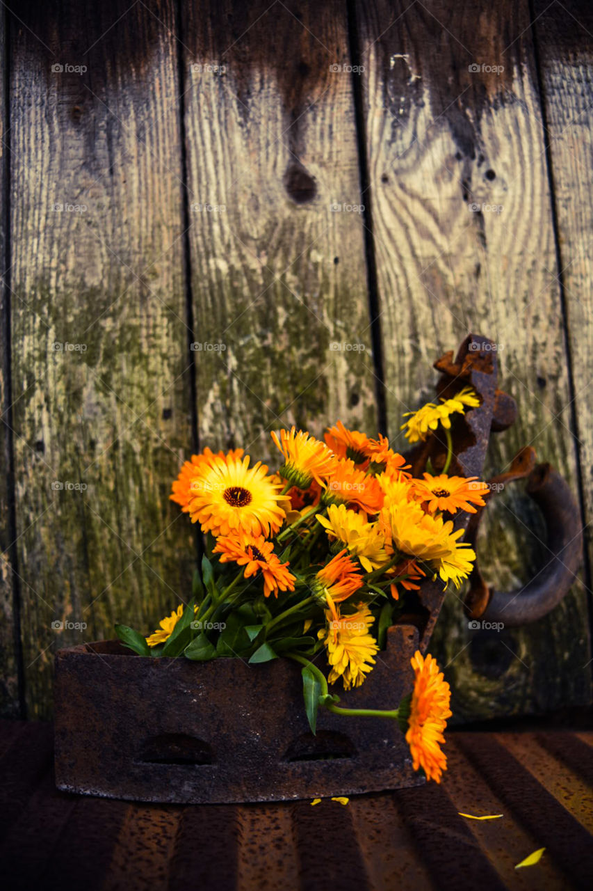 Marigold in the old iron