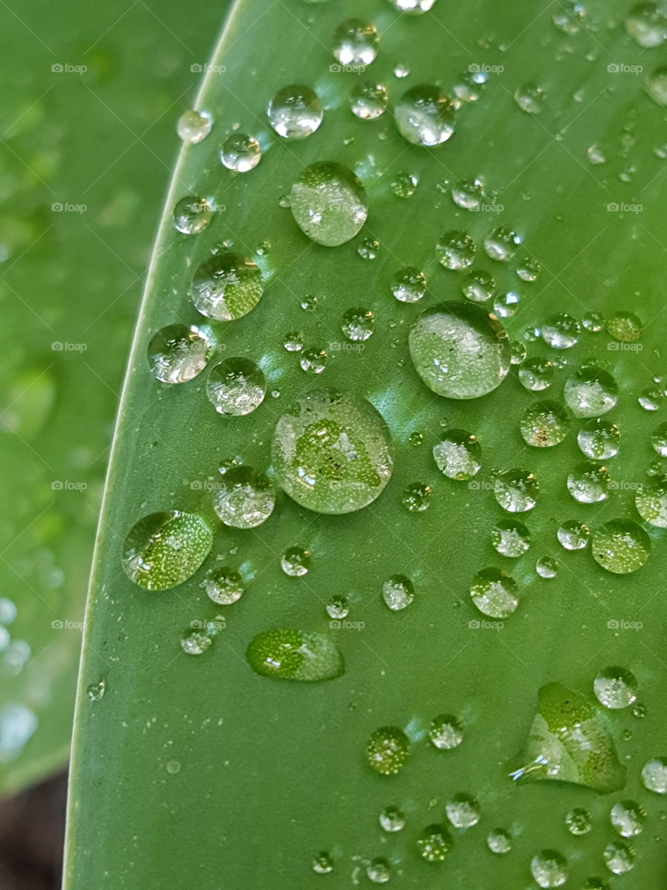 green leaf and dew drops