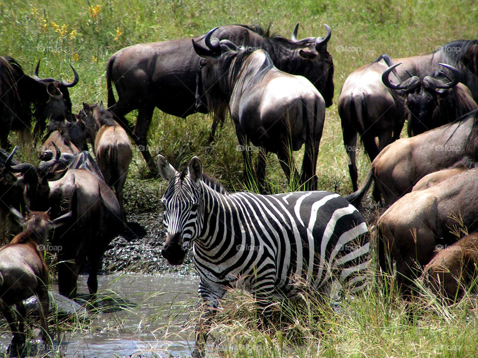 Zebra among the wildebeest