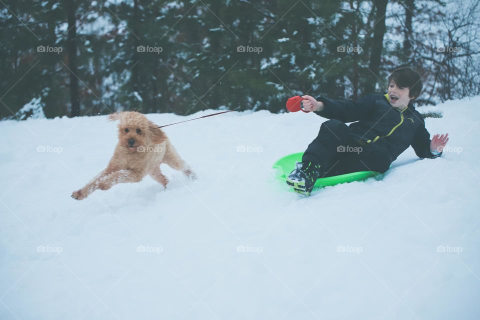 Dog sled