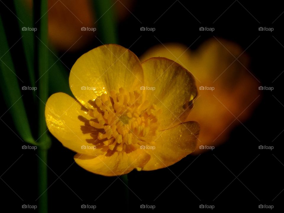 Buttercup closeup. The last light of day adds elegance to these beloved blooms